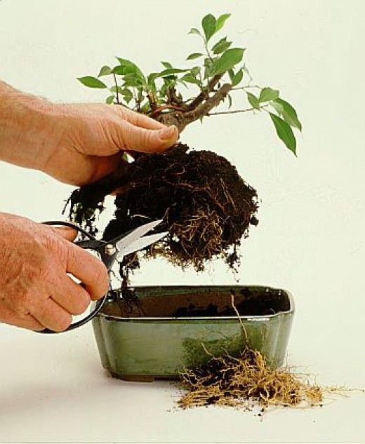 Kỹ thuật thay đất, thay chậu cho bonsai
