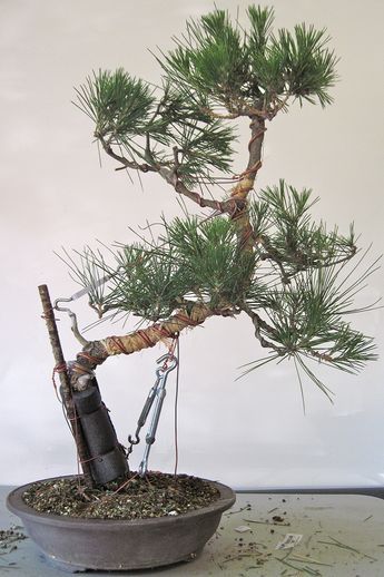 Uốn sửa tạo dáng bonsai