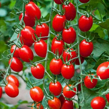 hướng dẫn trồng , chăm sóc và nới bán hạt giống cà chua bi cherry f1
