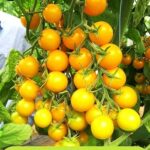 Hướng dẫn trồng và chăm sóc cà chua bi vàng f1 và nơi bán hạt giống cà chua bi vàng f1