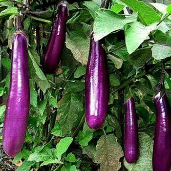 Hướng dẫn trồng, chăm sóc và nơi bán hạt giống cà tím quả dài lai